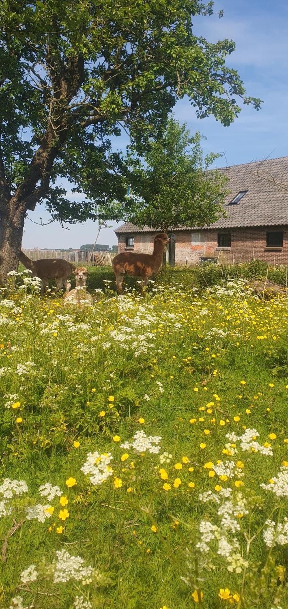 De Wagenloods Acomodação com café da manhã Alphen aan den Rijn Exterior foto